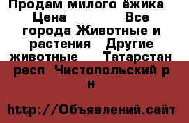 Продам милого ёжика › Цена ­ 10 000 - Все города Животные и растения » Другие животные   . Татарстан респ.,Чистопольский р-н